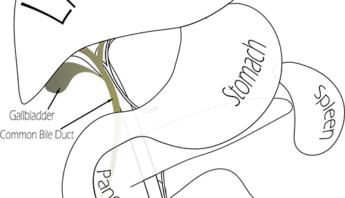 Gallbladder