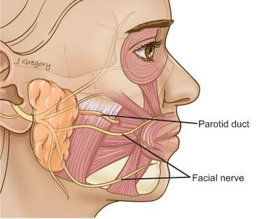 Parotid salivary gland